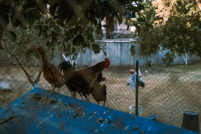 How Can You Create a Sustainable and Eco-Friendly Space for Your Backyard Chickens?